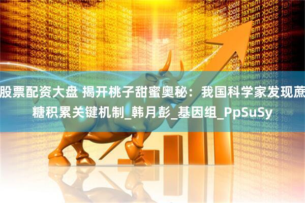 股票配资大盘 揭开桃子甜蜜奥秘：我国科学家发现蔗糖积累关键机制_韩月彭_基因组_PpSuSy