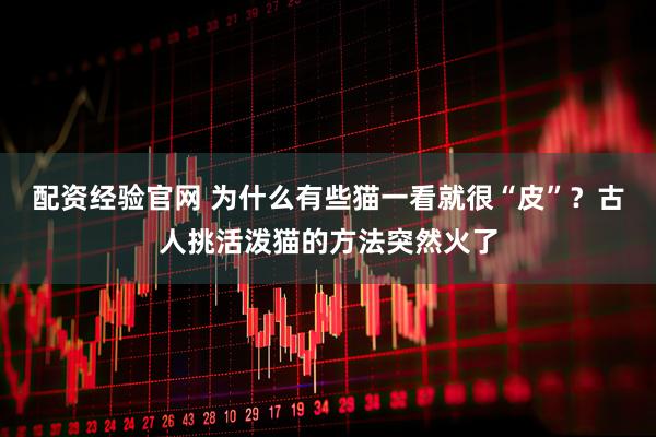 配资经验官网 为什么有些猫一看就很“皮”？古人挑活泼猫的方法突然火了