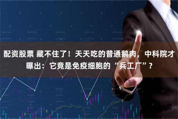 配资股票 藏不住了！天天吃的普通鹅肉，中科院才曝出：它竟是免疫细胞的 “兵工厂”？